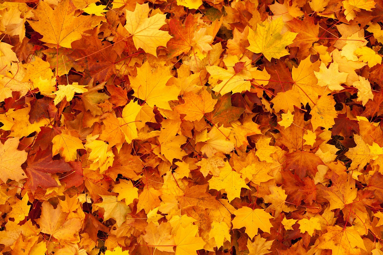 fall foliage leaves